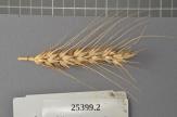 Click for 1 image(s) for this accession. Spike